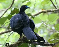 Chamaepetes unicolor