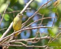 Euphonia affinis