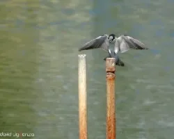 Tachycineta albilinea