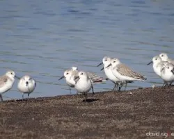 Calidris alba