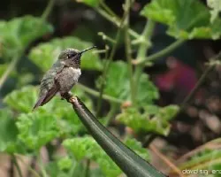 Archilochus colubris