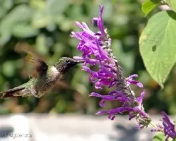 Archilochus colubris