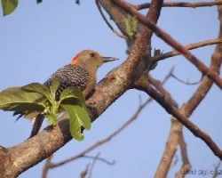 Melanerpes aurifrons