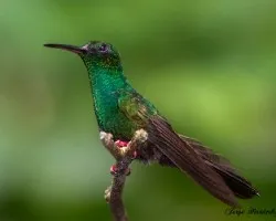 Chalybura urochrysia
