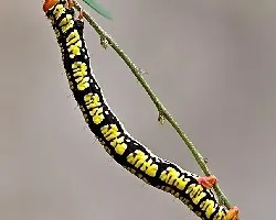 Oruga melanchroia cephise