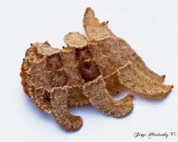 Phobetron hipparchia