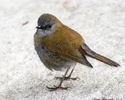 Catharus gracilirostris