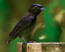 Lepidothrix coronata