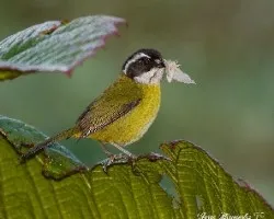 Chlorospingus pileatus