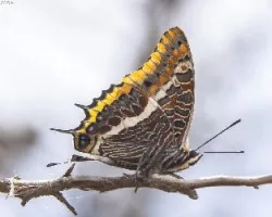 Charaxes jasius