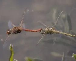 Sympetrum fonscolombii 