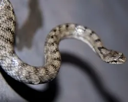 Coronella girondica-culebra lisa meridional