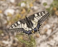 Papilio machaon