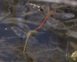 Sympetrum fonscolombii 