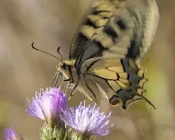 Papilio machaon