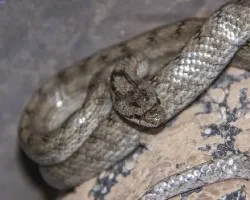 Coronella girondica-culebra lisa meridional