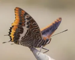 Charaxes jasius