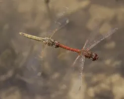 Sympetrum fonscolombii 