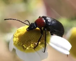Heliotaurus ruficollis