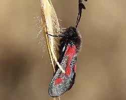 Zygaena trifolii
