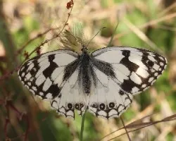 Mariposa