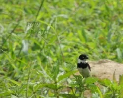 Sporophila americana