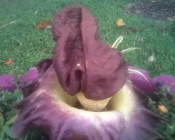 Amorphophallus paeoniifolius 