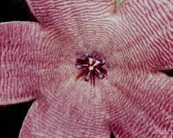 Stapelia grandiflora