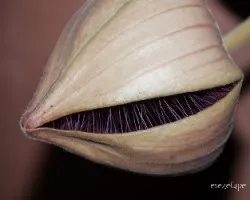 Stapelia grandiflora