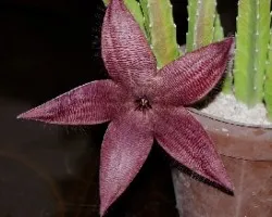 Stapelia grandiflora