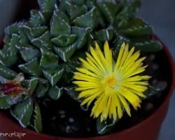 Faucaria tigrina