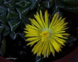 Faucaria tigrina