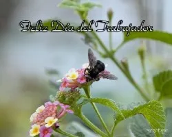 Feliz día del trabajador!