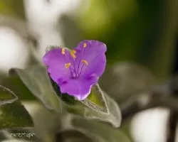 Tradescantia sillamontana