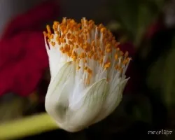 Haemanthus alfiblos
