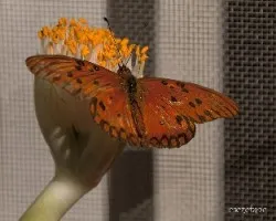 Agraulis vanillae maculosa 