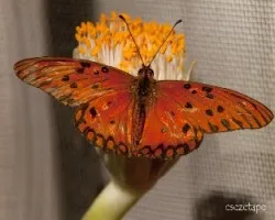 Agraulis vanillae maculosa 