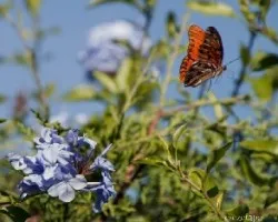 Agraulis vanillae maculosa