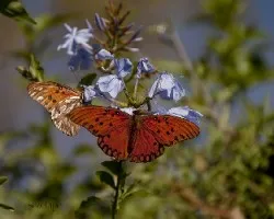 Agraulis vanillae maculosa