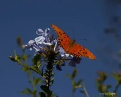 Agraulis vanillae maculosa