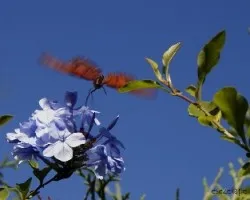 Agraulis vanillae maculosa