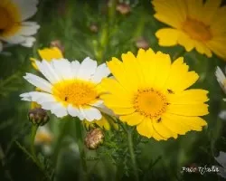 Chrysanthemum coronarium
