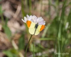 Anthocharis cardamines
