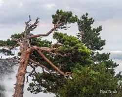 Azotado por el viento