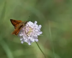 Thymelicus sylvestris