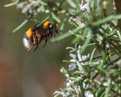 Bombus terrestris