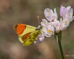 Anthocharis cardamines