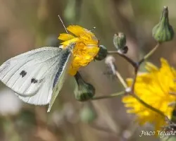 Pieris napis (hembra)