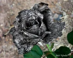 Rosa de piedra para moci