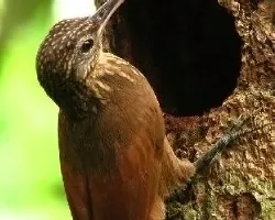 Xiphorhynchus susurrans